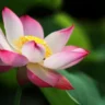 Ternyata Lotus dan Teratai Berbeda!